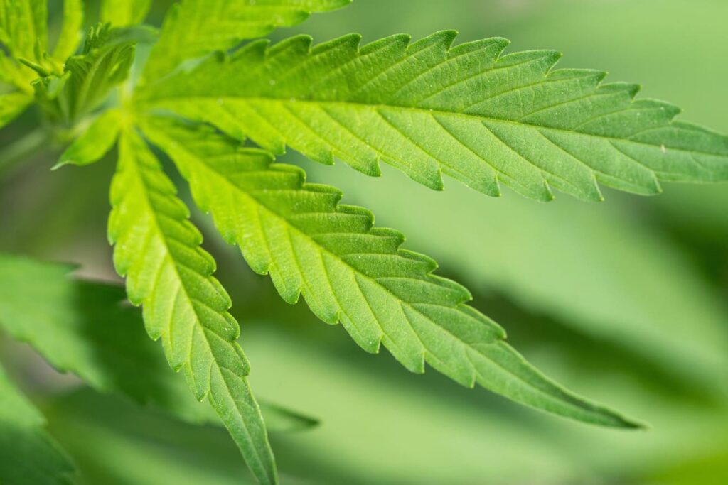 Kosten Unkraut Legal Grosshandel