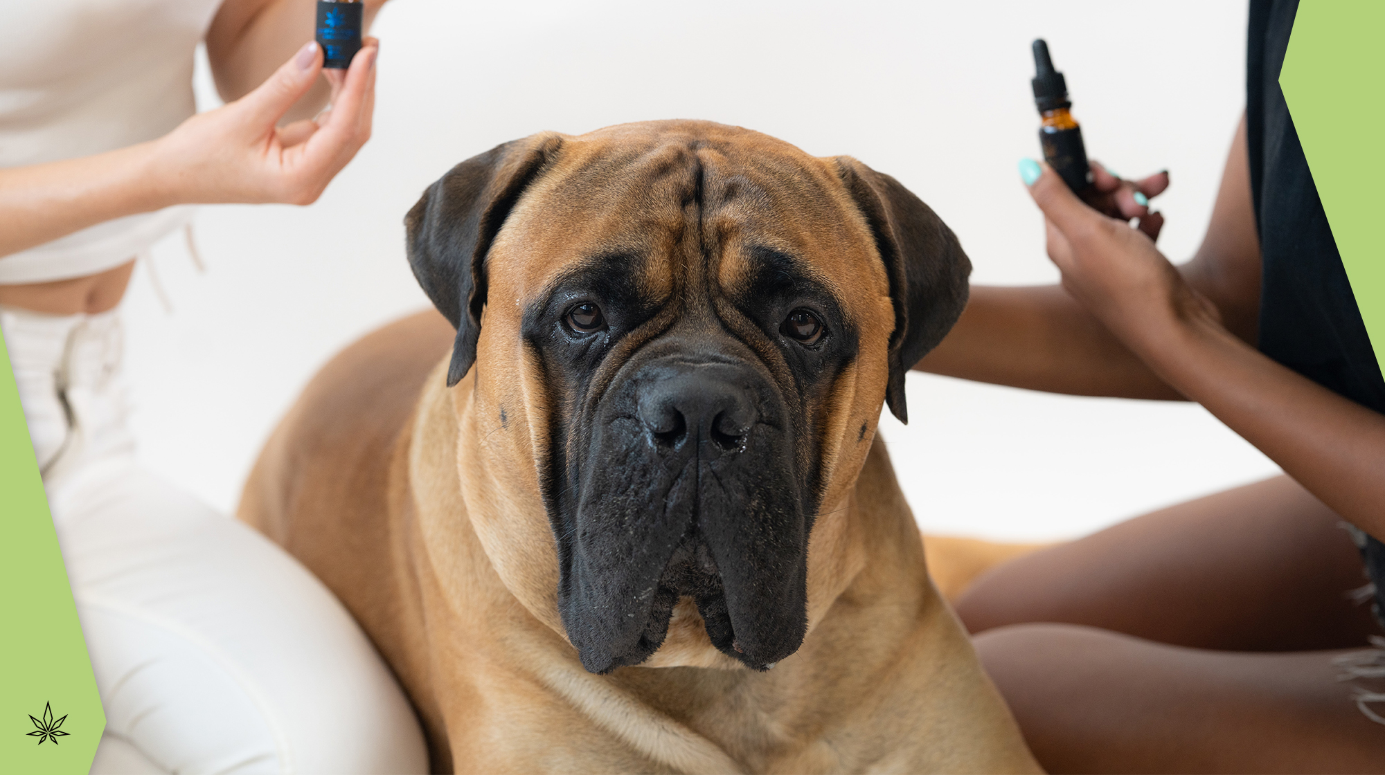 Wie lange dauert es bis CBD beim Hund wirkt