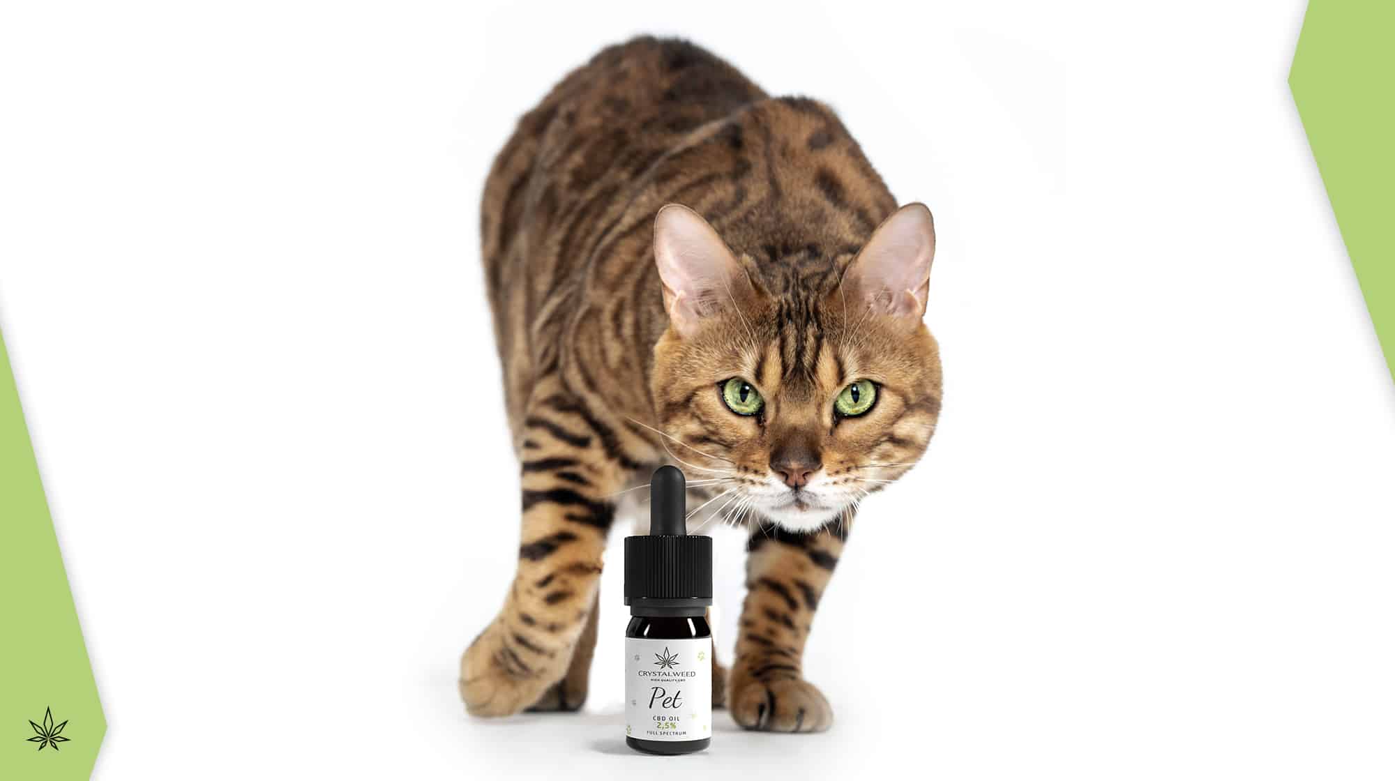 Wie viele Tropfen CBD-Öl für die Katze