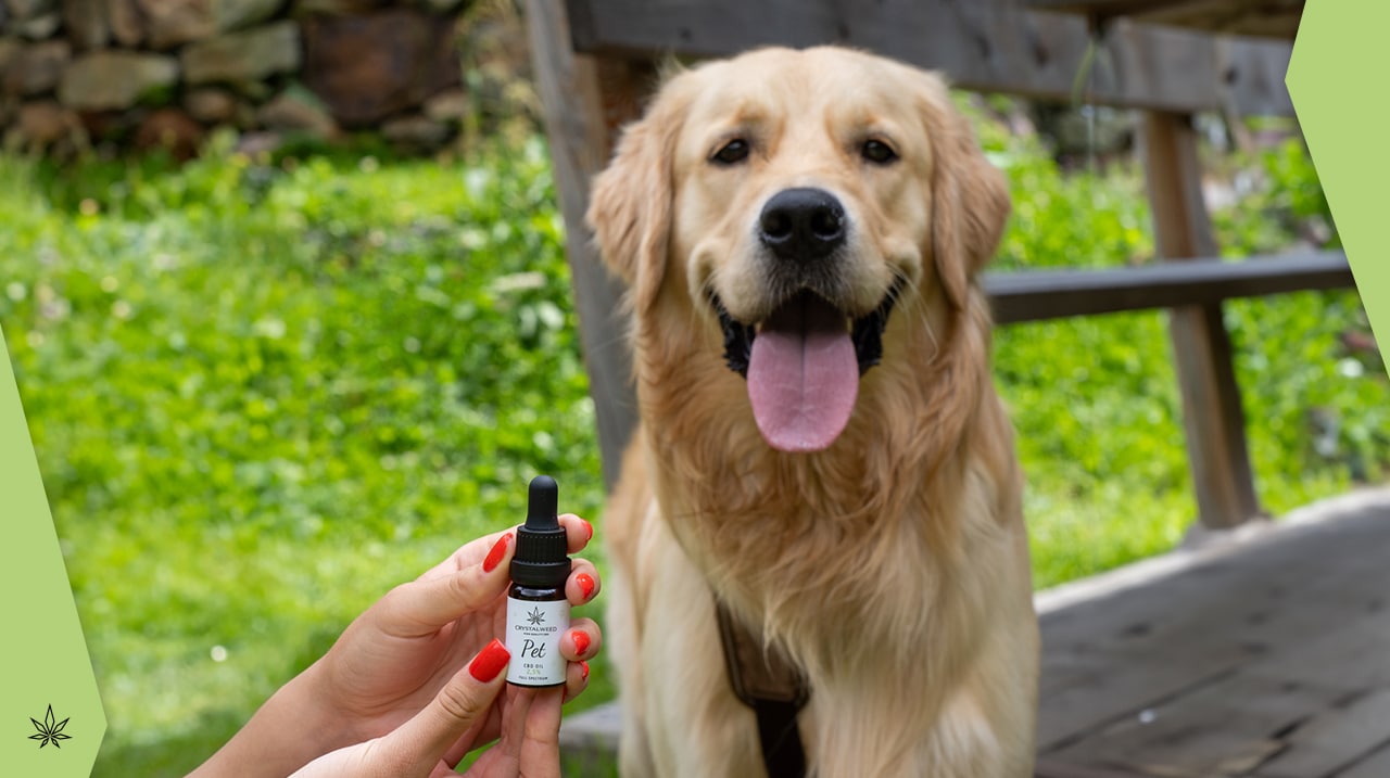 Natürliche Schmerztabletten für Hunde