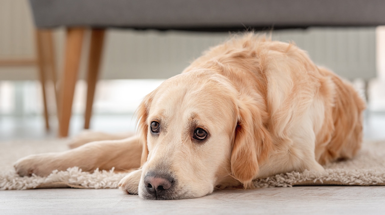 Panikattacken bei Hunden
