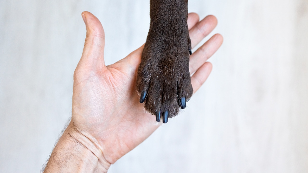 Arthrose bei Hunden