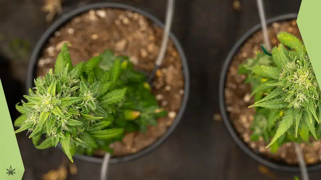 CBD-Gras aus Cannabis Sativa