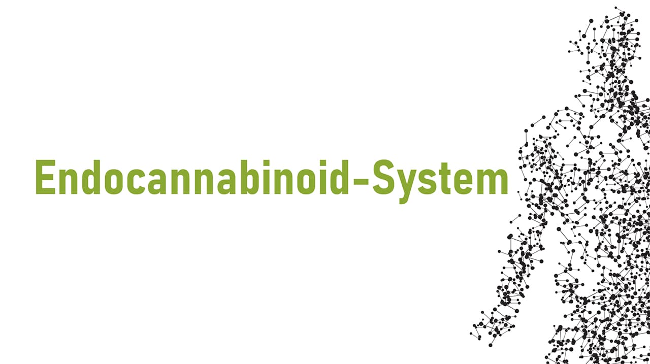 Endocannabinoid-System